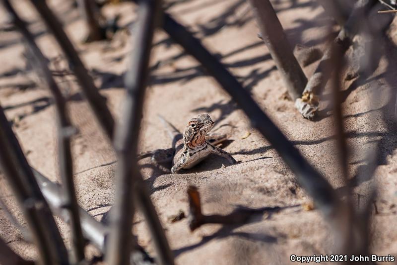 Chihuahuan Fringe-toed Lizard (Uma paraphygas)