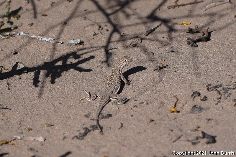 Chihuahuan Fringe-toed Lizard (Uma paraphygas)