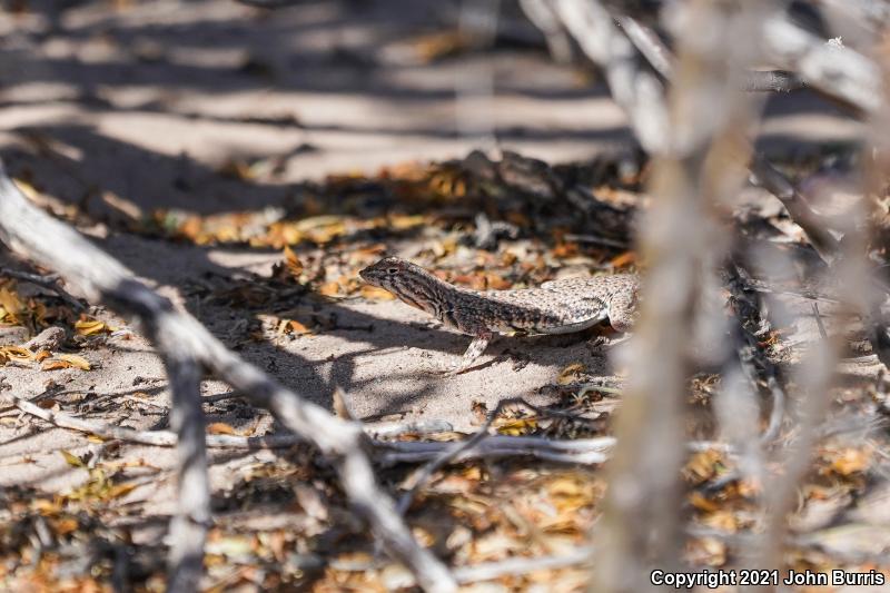 Chihuahuan Fringe-toed Lizard (Uma paraphygas)