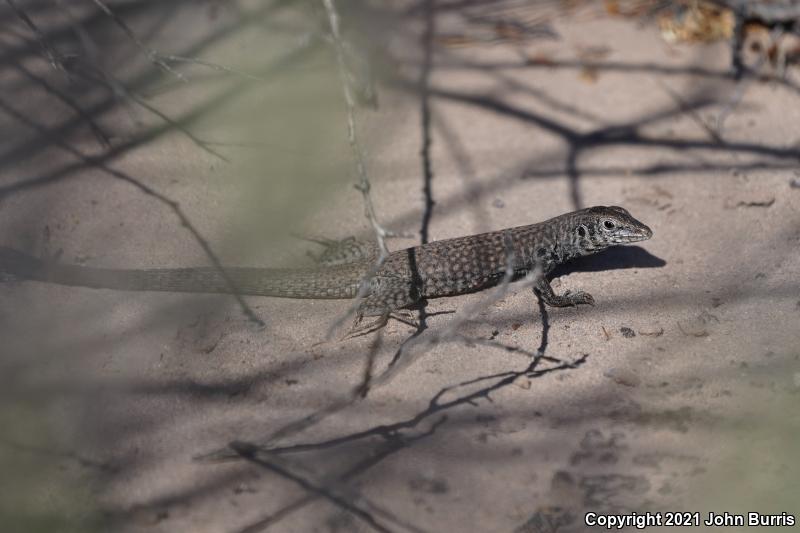 Marbled Whiptail (Aspidoscelis marmorata)