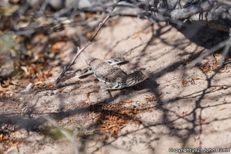 Chihuahuan Fringe-toed Lizard (Uma paraphygas)