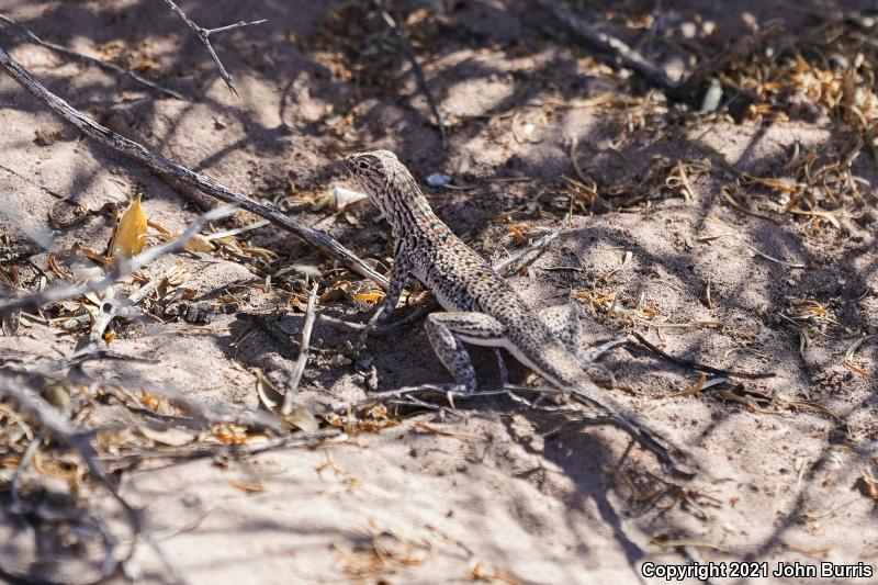 Chihuahuan Fringe-toed Lizard (Uma paraphygas)