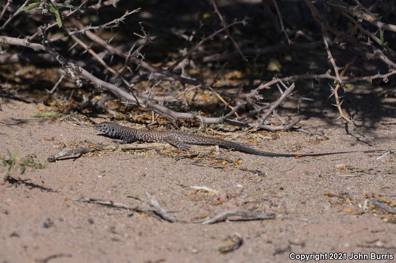 Marbled Whiptail (Aspidoscelis marmorata)