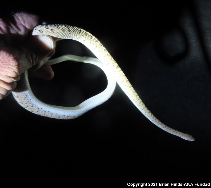 Desert Glossy Snake (Arizona elegans eburnata)