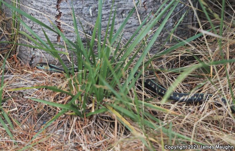 Red-Spotted Gartersnake (Thamnophis sirtalis concinnus)