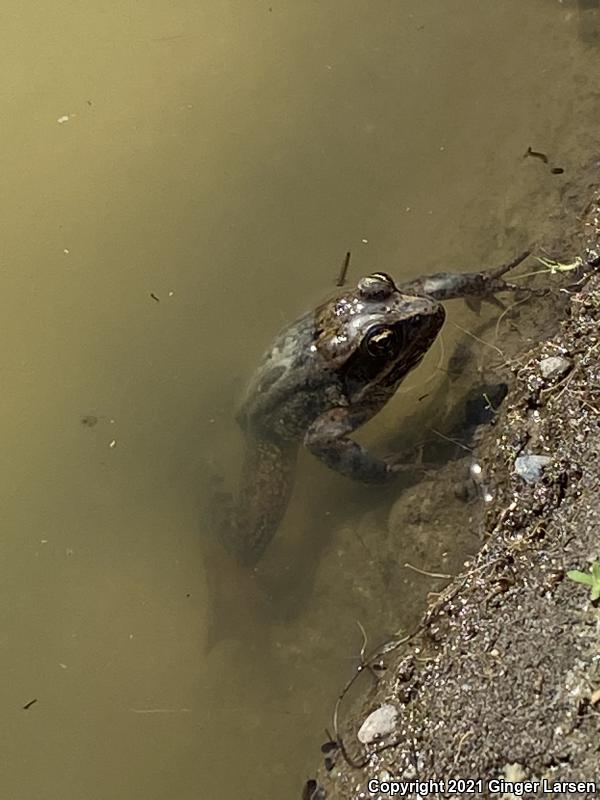 Oregon Spotted Frog (Rana pretiosa)