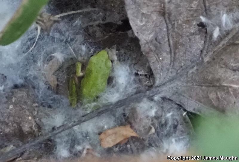 Northern Pacific Treefrog (Pseudacris regilla)