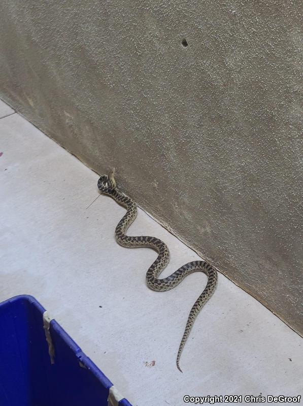 San Diego Gopher Snake (Pituophis catenifer annectens)