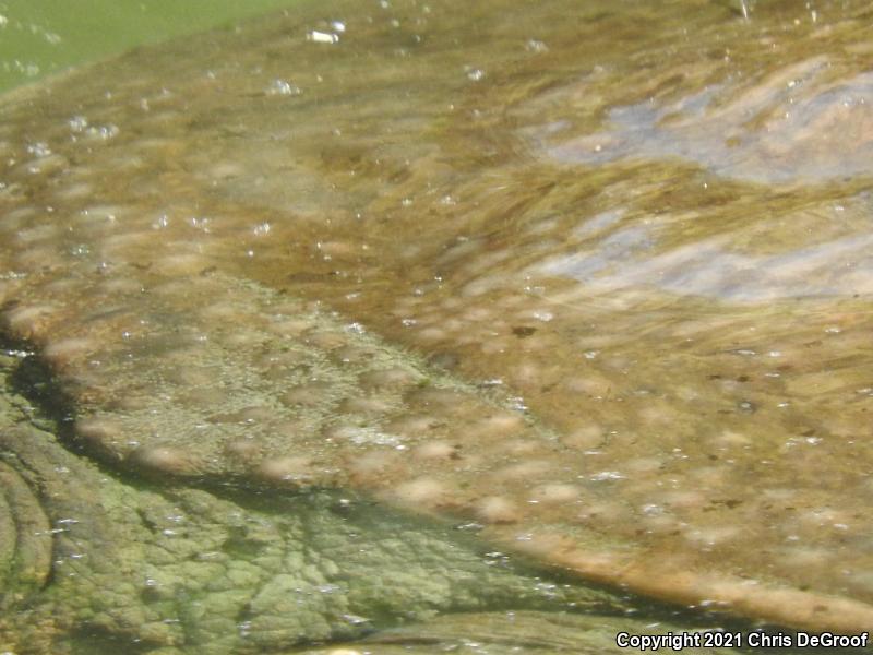 Florida Softshell (Apalone ferox)