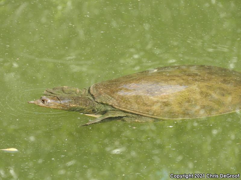 Florida Softshell (Apalone ferox)