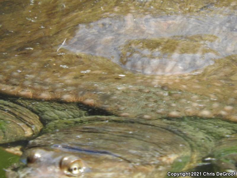 Florida Softshell (Apalone ferox)