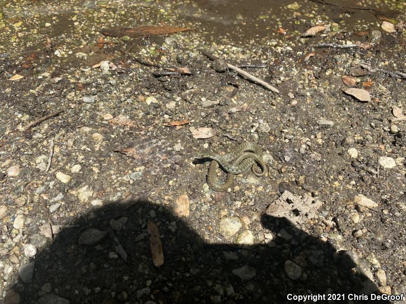 Two-striped Gartersnake (Thamnophis hammondii)