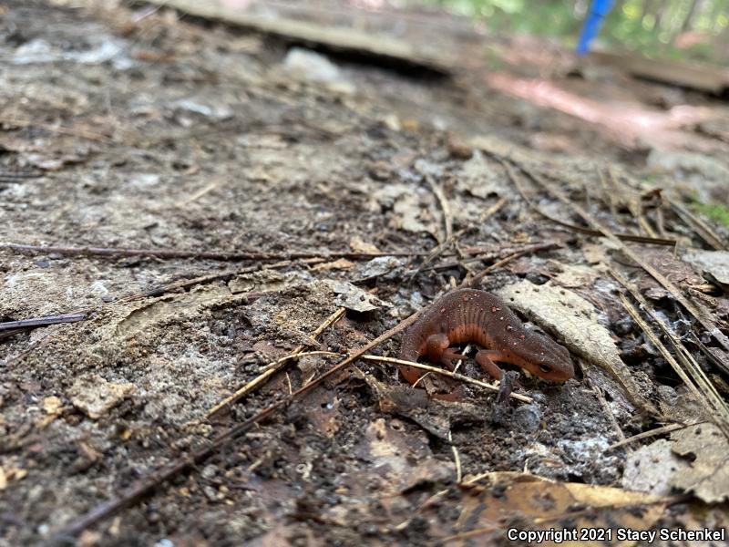 Eastern Newt (Notophthalmus viridescens)