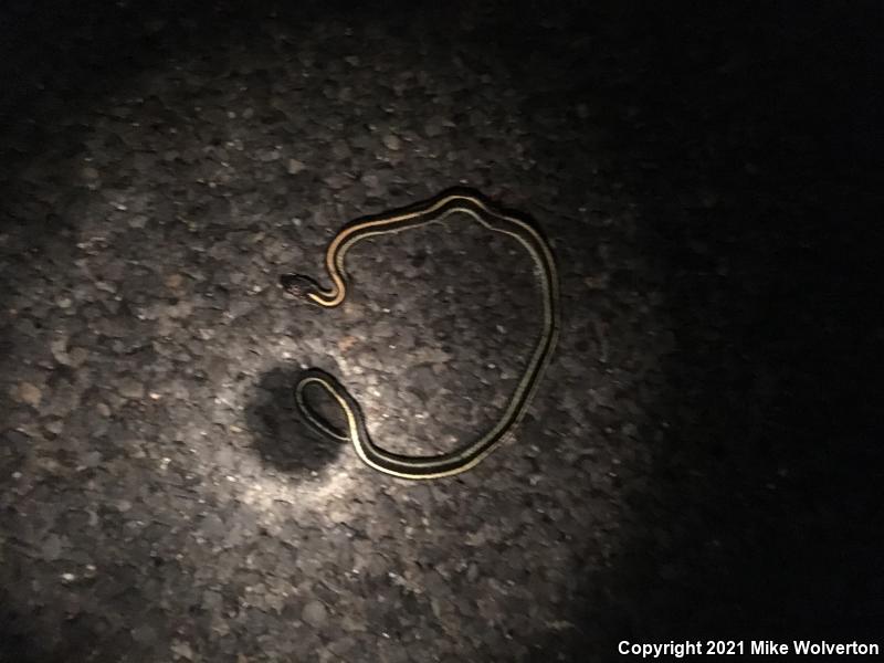 Valley Gartersnake (Thamnophis sirtalis fitchi)