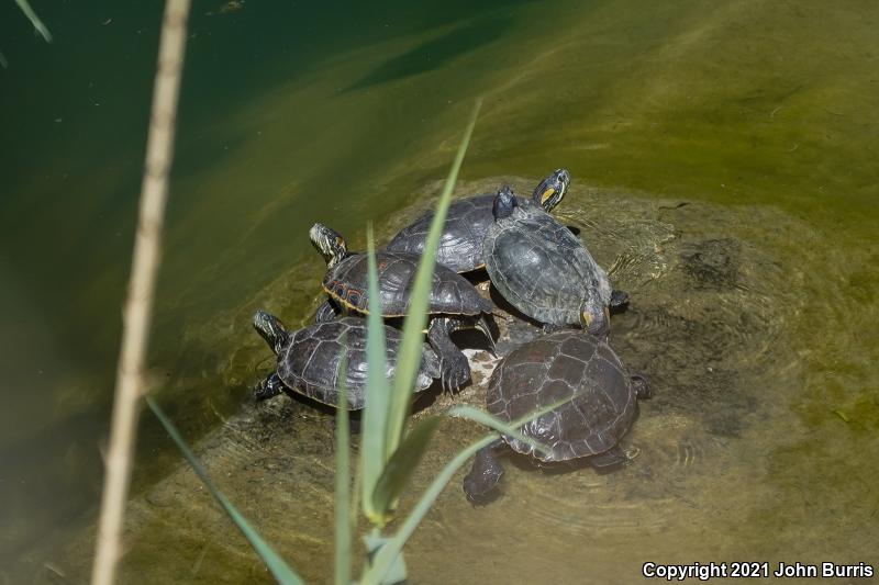 Nazas Slider (Trachemys gaigeae hartwegi)