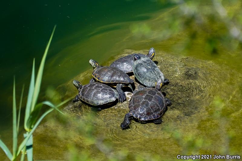 Nazas Slider (Trachemys gaigeae hartwegi)