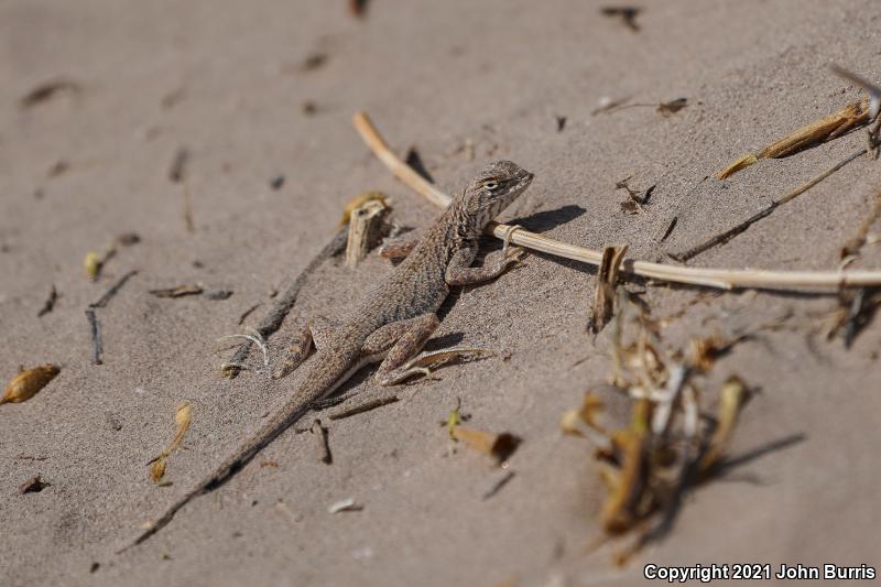 Fringe-toed Sand Lizard (Uma exsul)