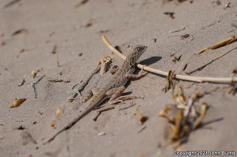 Fringe-toed Sand Lizard (Uma exsul)