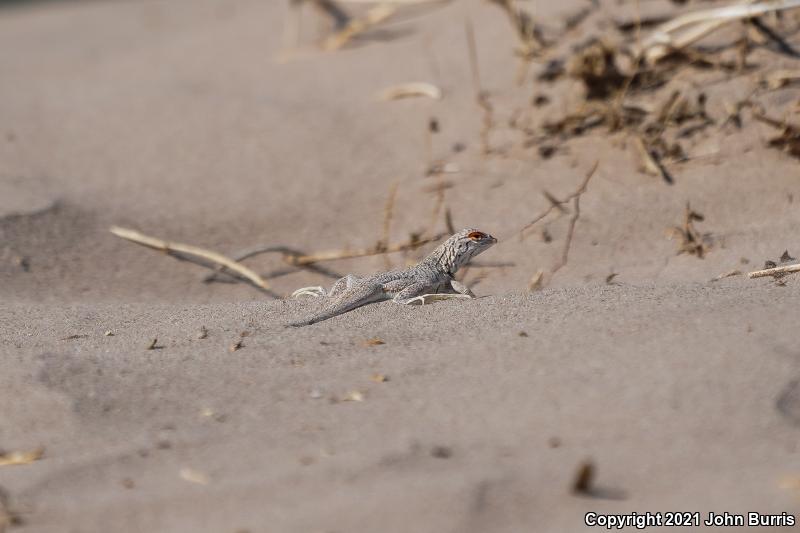 Fringe-toed Sand Lizard (Uma exsul)