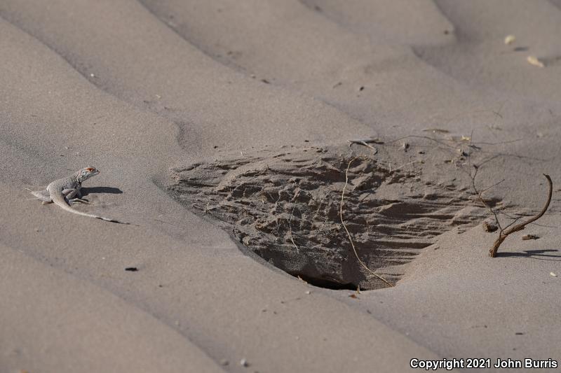 Fringe-toed Sand Lizard (Uma exsul)