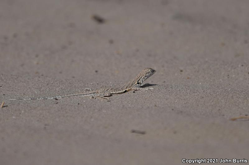 Fringe-toed Sand Lizard (Uma exsul)