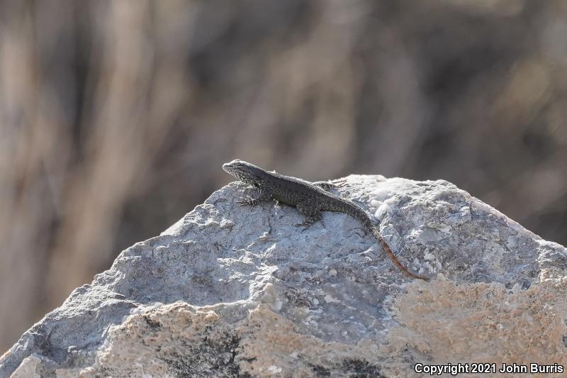 Spotted Spiny Lizard (Sceloporus maculosus)