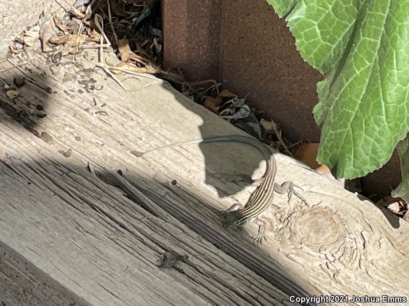 New Mexico Whiptail (Aspidoscelis neomexicana)