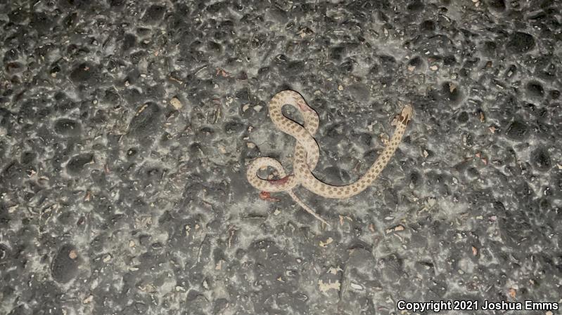 Sonoran Nightsnake (Hypsiglena chlorophaea chlorophaea)