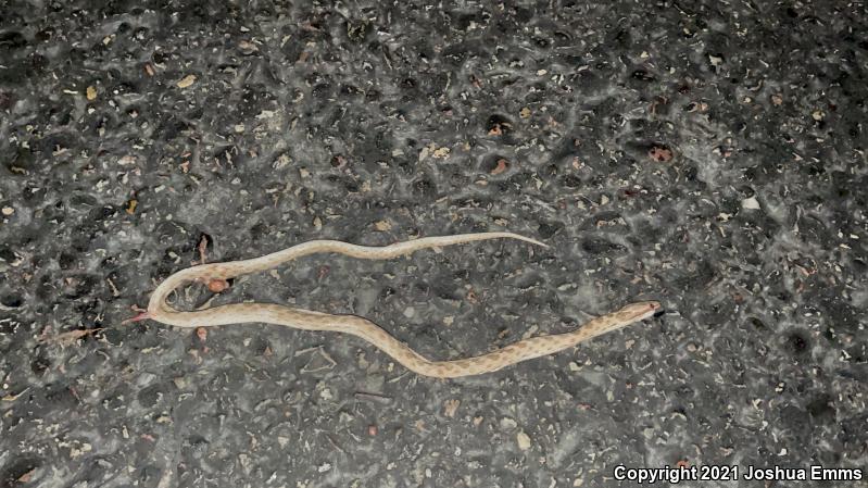 Sonoran Nightsnake (Hypsiglena chlorophaea chlorophaea)