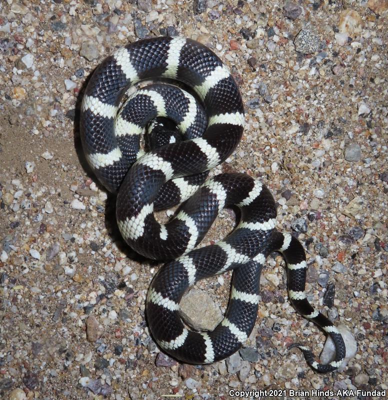 California Kingsnake (Lampropeltis getula californiae)