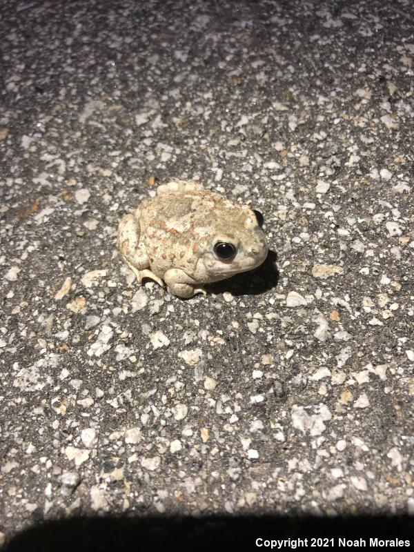 Western Spadefoot (Spea hammondii)