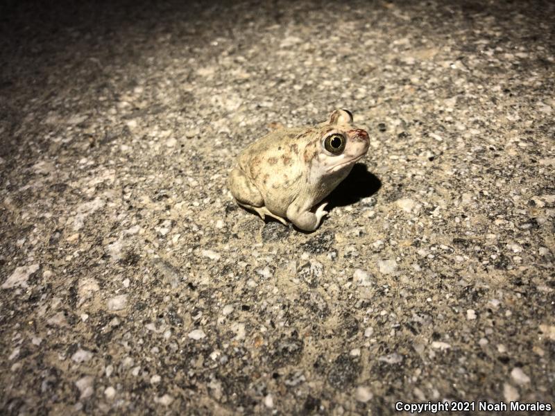 Western Spadefoot (Spea hammondii)