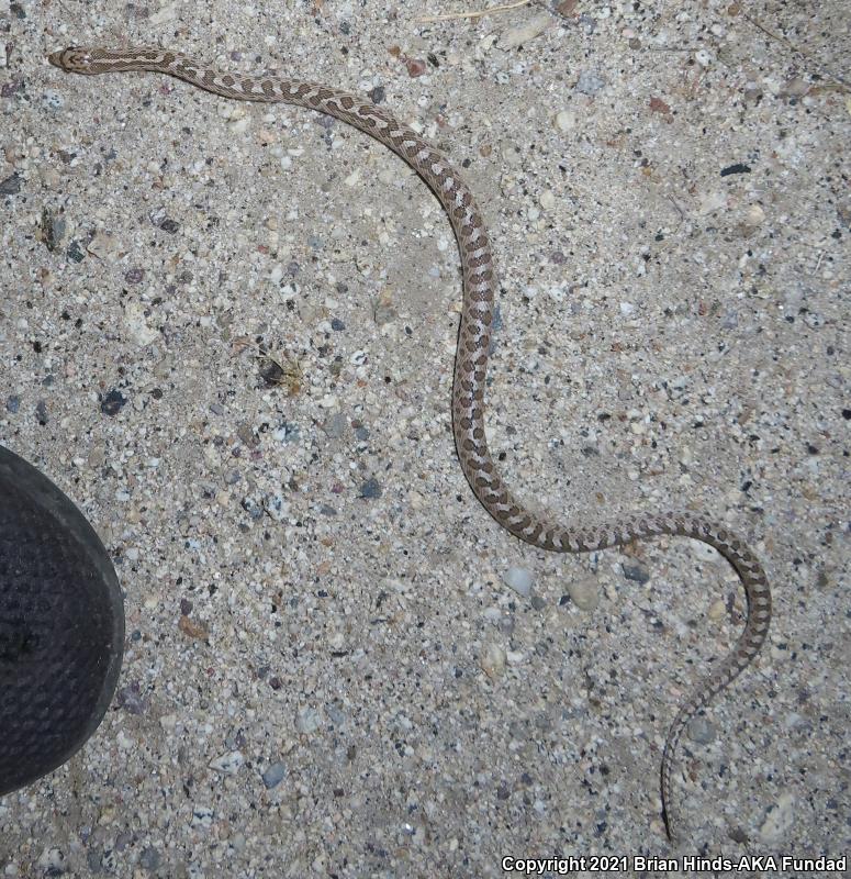 Desert Glossy Snake (Arizona elegans eburnata)