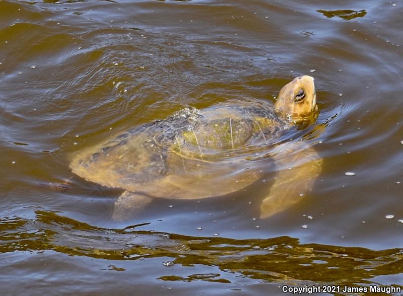 Olive Ridley Sea Turtle (Lepidochelys olivacea)