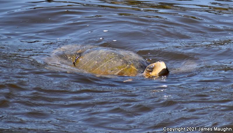 Olive Ridley Sea Turtle (Lepidochelys olivacea)