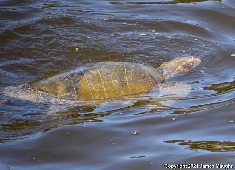 Olive Ridley Sea Turtle (Lepidochelys olivacea)