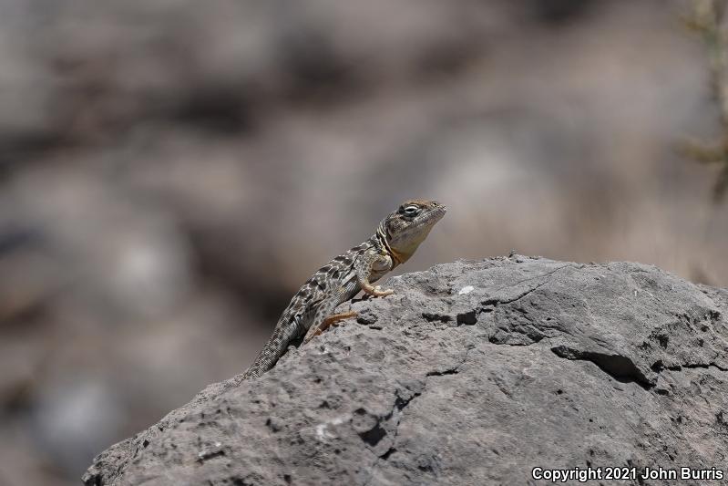 Venerable Collared Lizard (Crotaphytus antiquus)