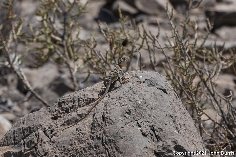 Venerable Collared Lizard (Crotaphytus antiquus)