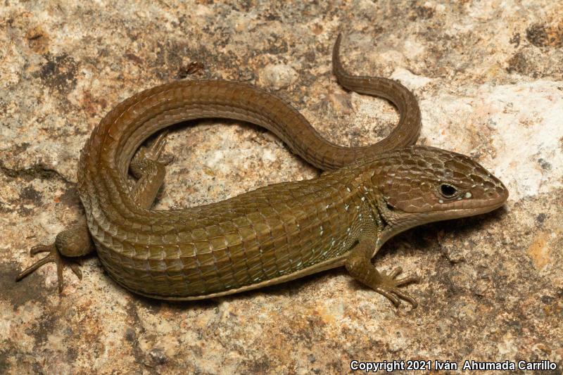 Transvolcanic Alligator Lizard (Barisia imbricata)