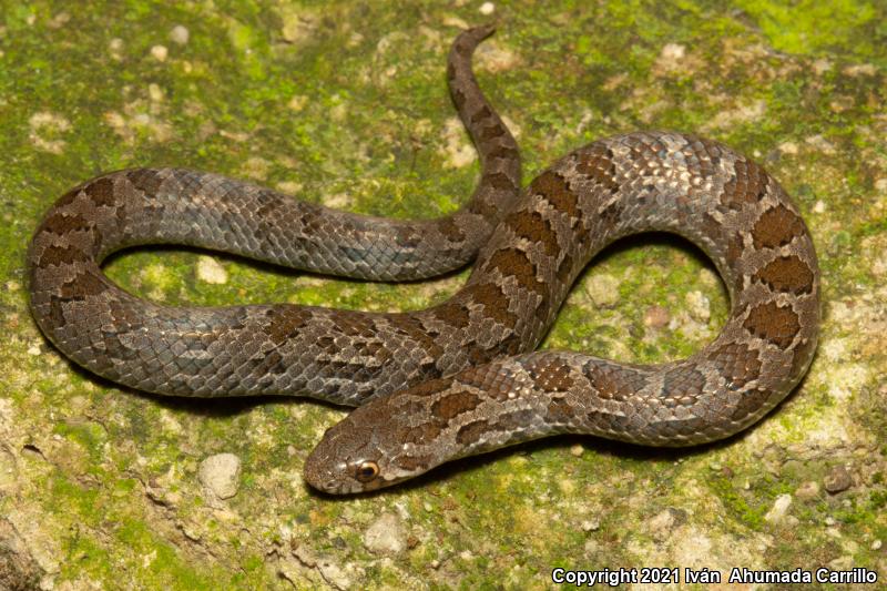 Large-nosed Earthsnake (Conopsis nasus)