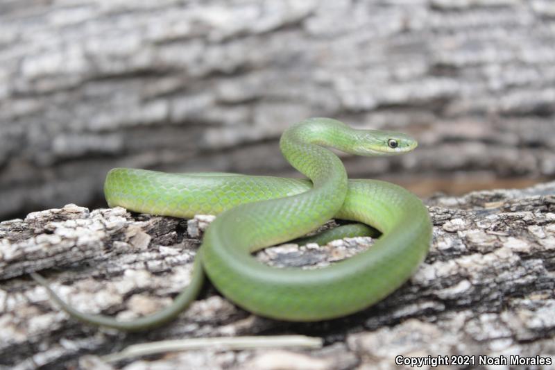 Western Smooth Greensnake (Opheodrys vernalis blanchardi)