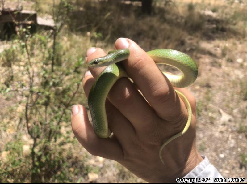 Western Smooth Greensnake (Opheodrys vernalis blanchardi)