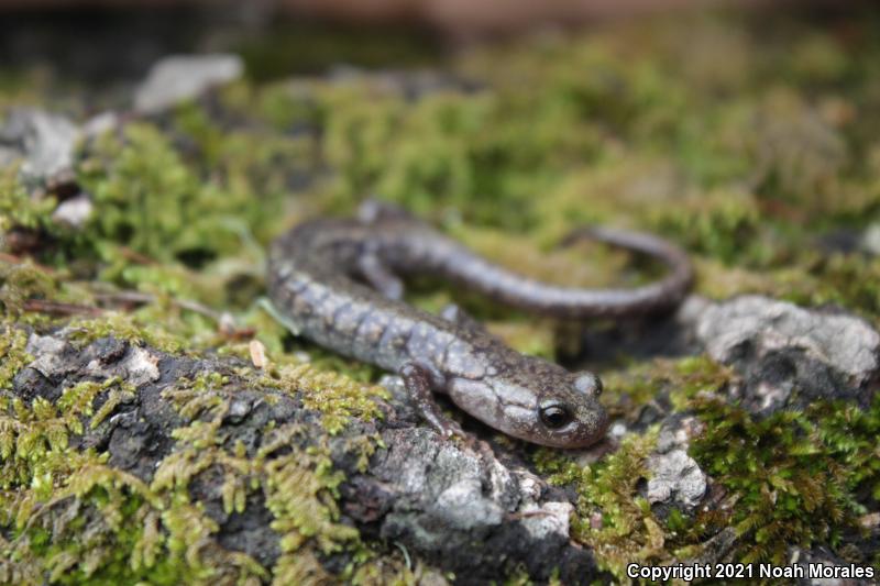 Sacramento Mountains Salamander (Aneides hardii)