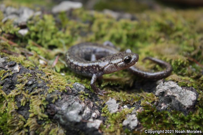 Sacramento Mountains Salamander (Aneides hardii)