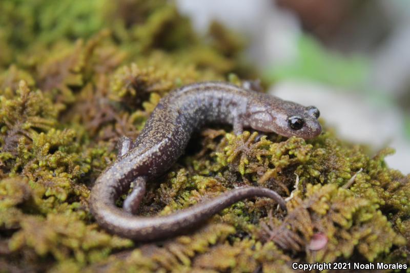 Sacramento Mountains Salamander (Aneides hardii)