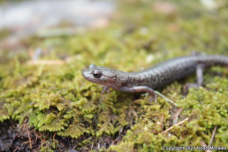 Sacramento Mountains Salamander (Aneides hardii)