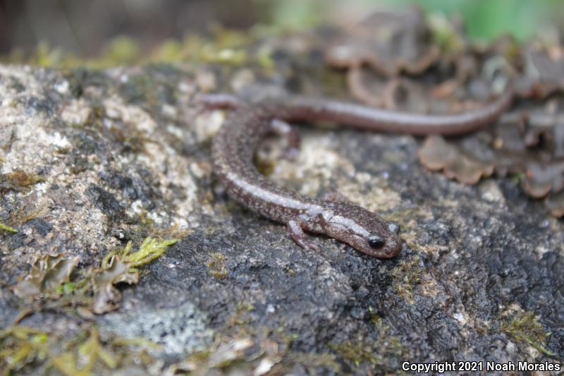 Jemez Mountains Salamander (Plethodon neomexicanus)