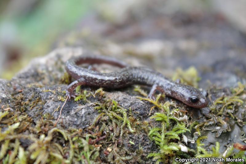 Jemez Mountains Salamander (Plethodon neomexicanus)