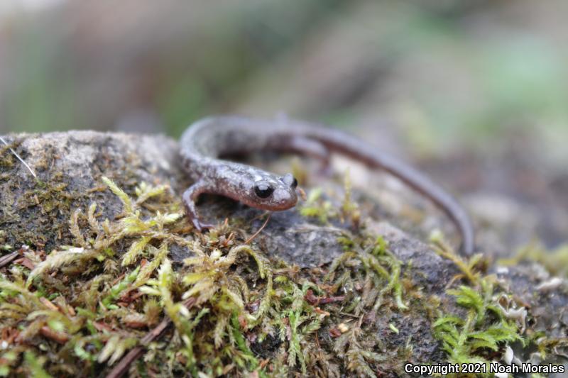 Jemez Mountains Salamander (Plethodon neomexicanus)