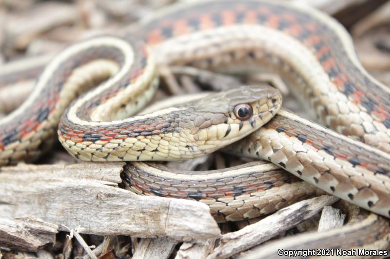 New Mexico Gartersnake (Thamnophis sirtalis dorsalis)